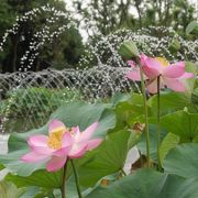 「大賀蓮」などの花蓮のメッカ！