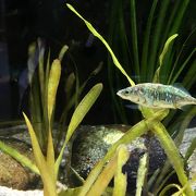 巨大な淡水魚専門水族館。