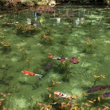 モネの池。