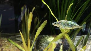 巨大な淡水魚専門水族館。