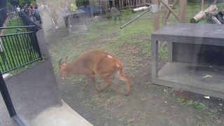 エゾシカの暮らす森を再現