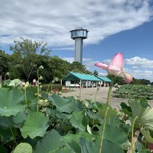 ハスと展望台