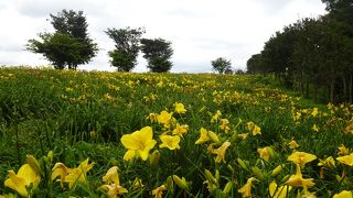 開花状況は事前にチェックを （那須フラワーワールド）