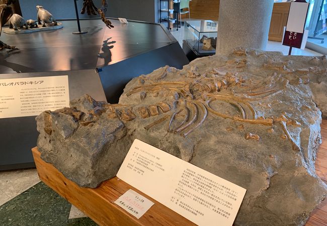 おがの化石館 クチコミ アクセス 営業時間 小鹿野 皆野 フォートラベル