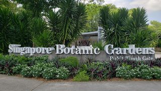 南国植物好きにはたまりません