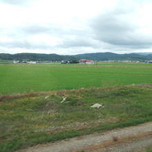 空知平野の水田には稲が青々としていました