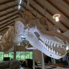 シャチ骨格標本と間欠泉 By Kc67 知床国立公園羅臼ビジターセンターのクチコミ フォートラベル