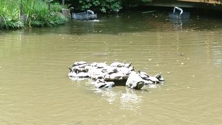 亀さんがたくさん甲羅干ししてます