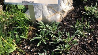 シーニゲプラッテ高山植物園
