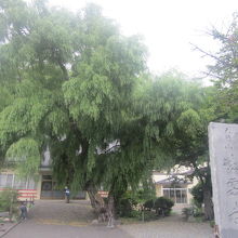 非常に立派な柳の木です！