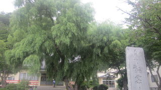 青々と繁った柳の大木が素晴らしかったです