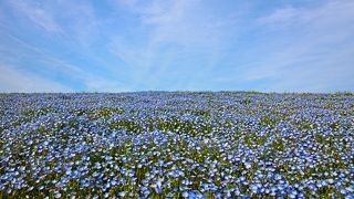 青一色の世界！ひたち海浜公園のネモフィラ