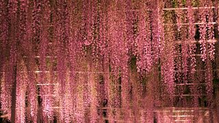 大藤が圧巻の美しさ！