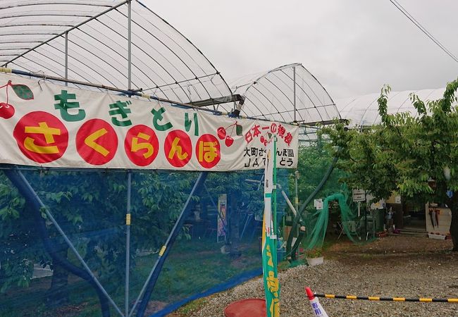 大町さくらんぼ園 クチコミ アクセス 営業時間 天童温泉 フォートラベル