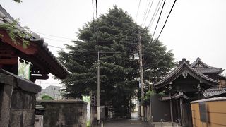 オーラがあった