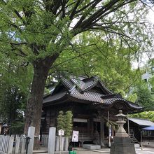 イチョウの木と拝殿