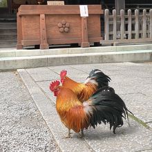 近くに来てくれました