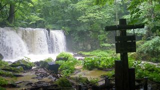 歩いているだけで癒される