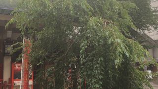 あまり目立たない木