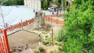 残念ながら切った跡しか見られませんでした