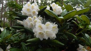 北山崎ビジタ－センタ－