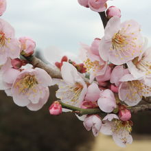 梅の花が見頃でした