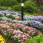 季節ごとに色々な花を楽しめる比叡山頂のフラワーガーデン