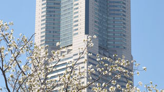 桜と一緒に・・・！