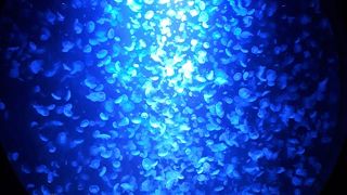 癒されるクラゲドリーム館