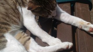 仙厓和尚に魅せられて。