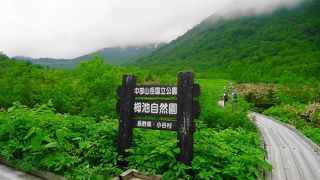 高原植物に癒されます