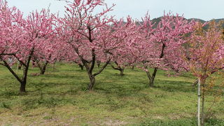 4月中旬から5月上旬まで咲き競う花ももは期待を裏切らない