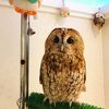 フクロウがいるホテル