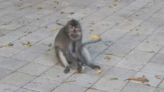 お猿が外に漏れ出てる時がある