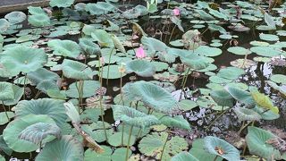 ハス池を眺めながら…