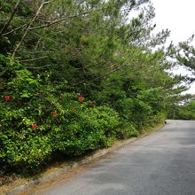 展望台に向かう山道