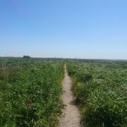 遊歩道沿いに咲く色とりどりの花