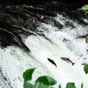 道産子ながら、やっぱり北海道の自然は本物だと感動。