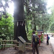 高尾山登山の途中杉並木を通過しました