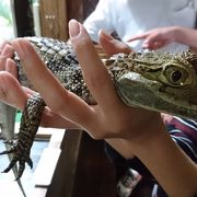 普通の動物園とは違う楽しさ、ワニ肉も食べられます