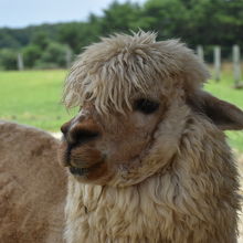 アルパカ