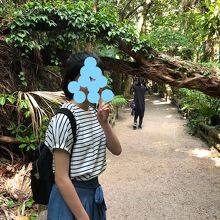 神社内とは思えないジャングル