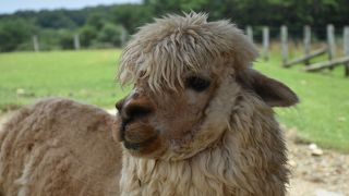 動物を間近に見ることができる