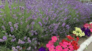 地場産野菜が多くて学べる道の駅