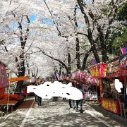 桜と菜の花のコントラストが魅力