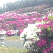 多くのつつじの花がとてもきれい