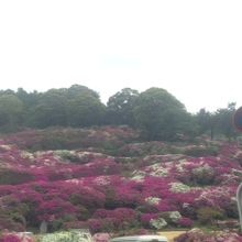 斜面一面のつつじの花