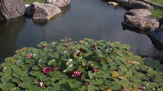 あじさいが満開