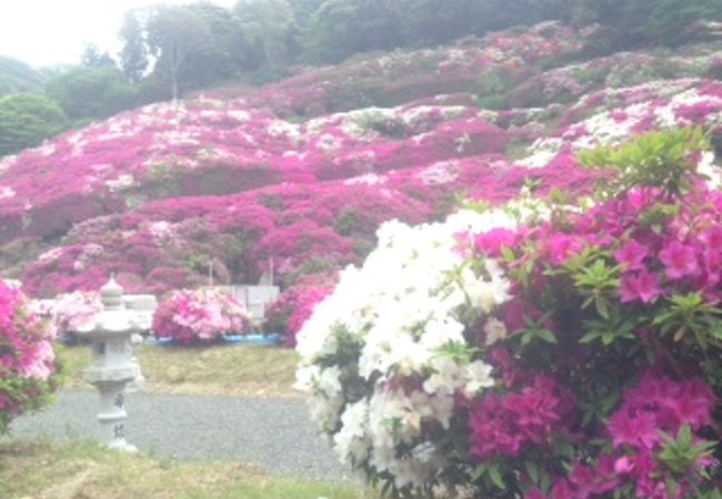 多くのつつじの花がとてもきれい