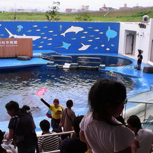 イルカショー会場は開始30分前でほぼ席が埋まるほどの人気